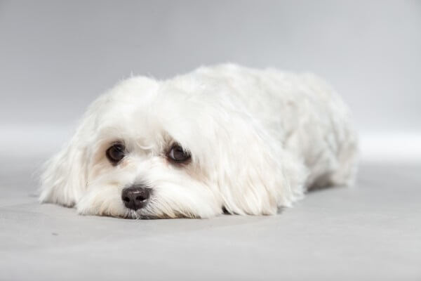 犬の皮膚病　甲状腺機能低下症　元気がない犬